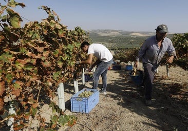 El mildiu y el calor se ceban con la vendimia: las pérdidas serán de entre 15 y 20 millones
