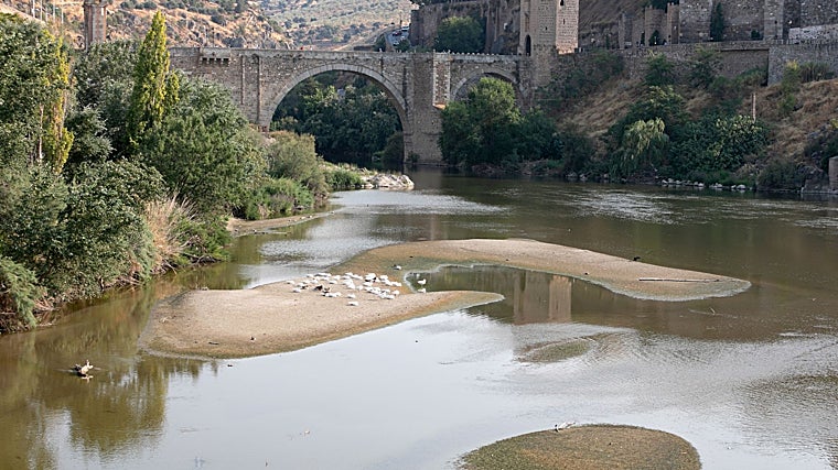 Los patos, a sus anchas cerca del puente de Alcántara
