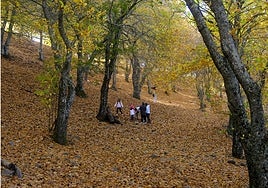 La nueva Ley de Montes reducirá la burocracia en la gestión privada del campo