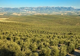 La metamorfosis silenciosa del olivar jiennense