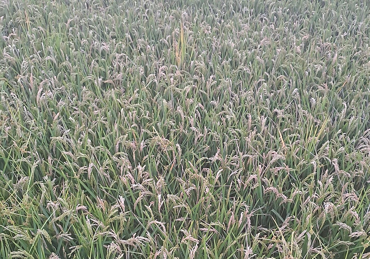 Imagen de arrozales valencianos afectados por la pyricularia