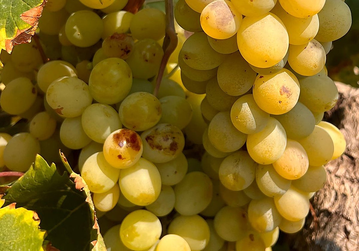 Un racimo con algunas uvas oscurecidas por la maduración precipitada debido a la ola de calor, que en otros casos llega a pudrirlas