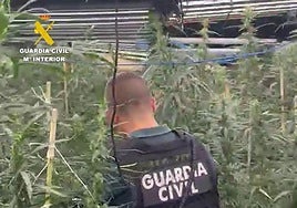 Desmantelan un cultivo con 595 plantas de marihuana custodiado por dos hombres llenos de provisiones para no salir