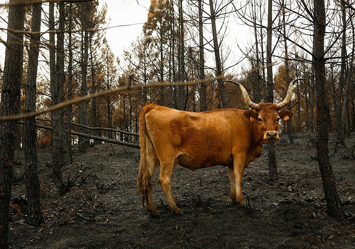 Una vaca en terrenos calcinados de una ganadería en Quiroga (Lugo), a 29 de agosto