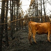 Fin de un agosto negro: «Ahora nos queda lo duro, ver cómo no ha quedado nada»
