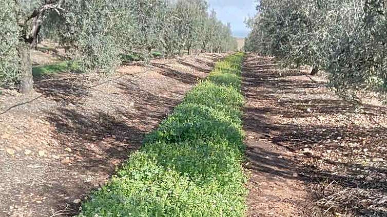 Bruselas da luz verde a los cambios en los ecorregímenes de la PAC para 2026