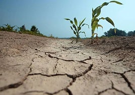 A punto de salir la Ayuda a la Sequía de la Junta, una línea de 6 millones de euros para paliar sus efectos en el campo