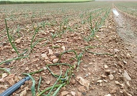 La última tormenta de granizo en la Litera (Huesca) sale cara: Agroseguro cifra en más de 25 millones de euros los daños