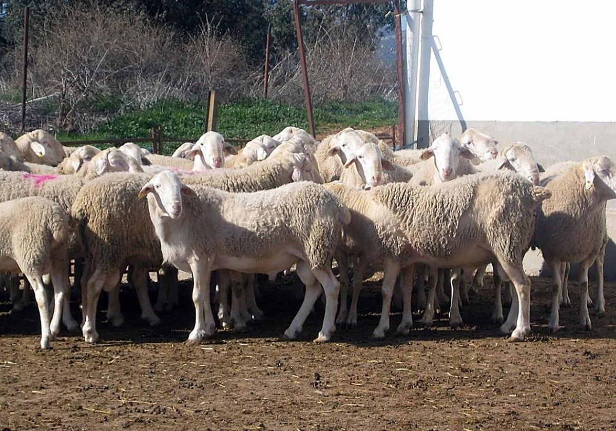 Explotaciones ganaderas afectadas por el serotipo 3 de lengua azul