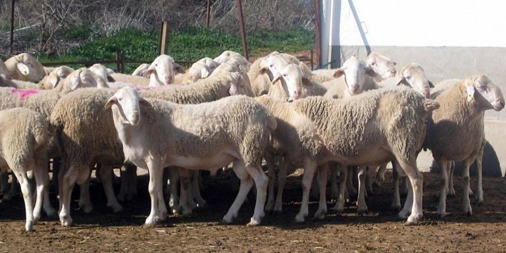 Los ganaderos de Toledo y Ciudad Real afectados por la lengua azul recibirán 4 millones de la Junta