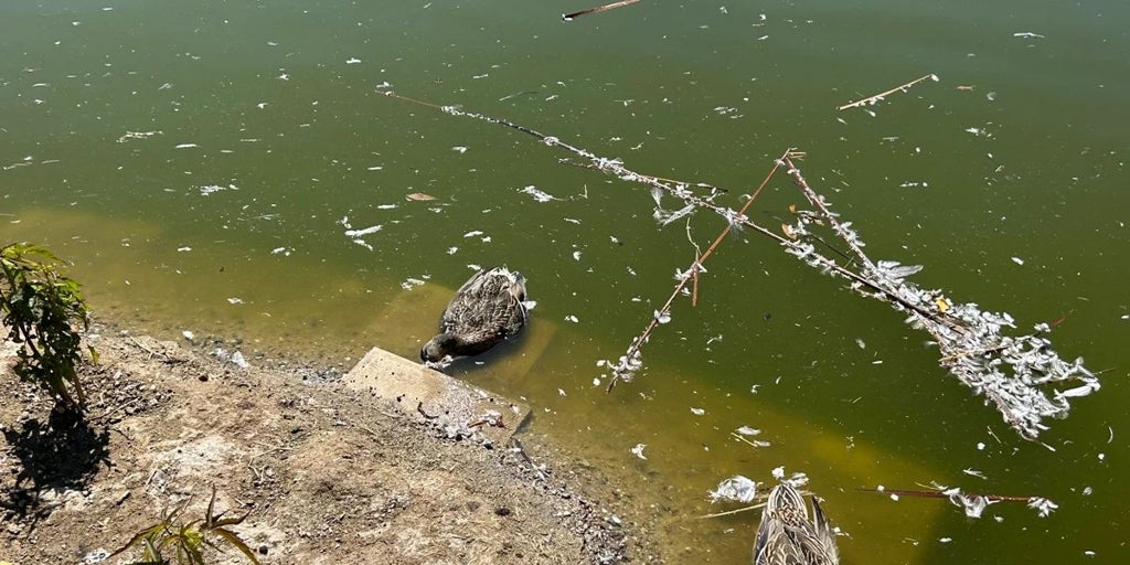 Investigan otra muerte masiva de patos en un estanque de un parque de Málaga