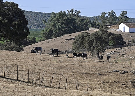 Imagen secundaria 1 - En la finca Fuen la Higuera, en 1924, se levantó un cortijo alrededor de un lugar donde los árabes extraían minerales. Es la confluencia entre Hornachuelos y Palma del Río, la propia Vega del Guadalquivir y las estribaciones iniciales de Sierra Morena.