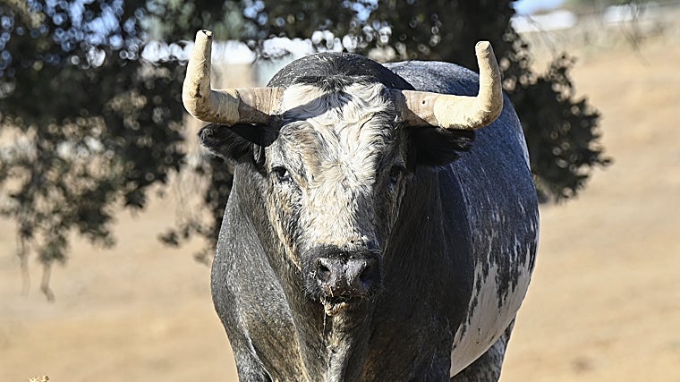 Tapabocas: el tesoro &#039;minero&#039; de La Quinta indultado en Bilbao
