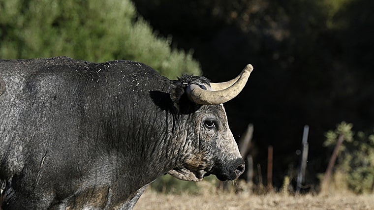 Tapabocas: el tesoro &#039;minero&#039; de La Quinta indultado en Bilbao