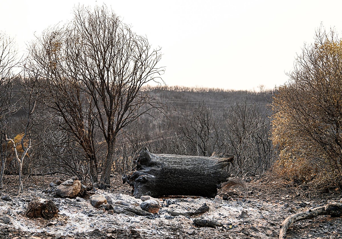 Incendio que afectó a Las Médulas (León)