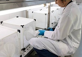 Huelva activa la alerta sanitaria tras hallarse mosquitos con virus del Nilo