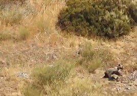 El oso 'Barniedo' sobrevive a su segundo incendio: se le avista corriendo por el monte «en perfecto estado»