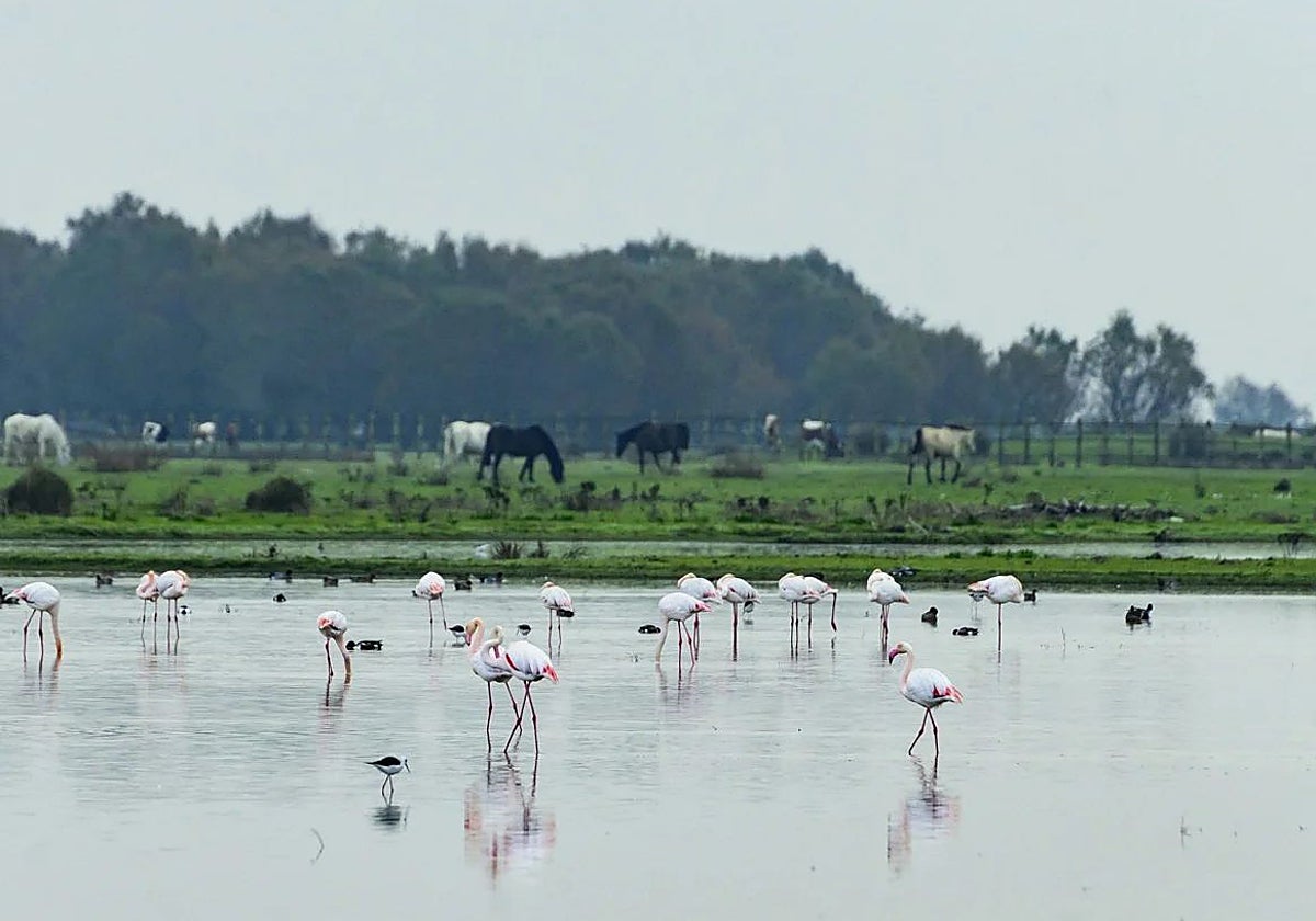 Confirmado un caso de gripe aviar en un somormujo en Doñana