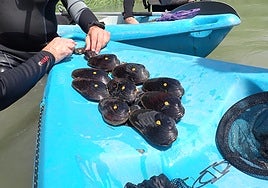 Encuentran nuevos ejemplares de náyade margaritona en el Ebro, una especie en peligro crítico de extinción