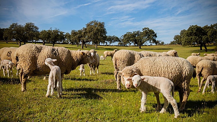 Un rebaño de ovejas en una dehesa de Pozoblanco