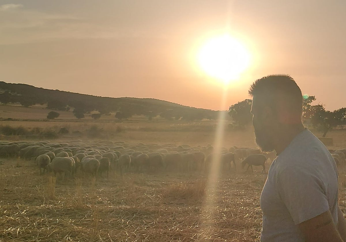 El ganadero Gregorio Gala, con su rebaño al atardecer en Los Blázquez