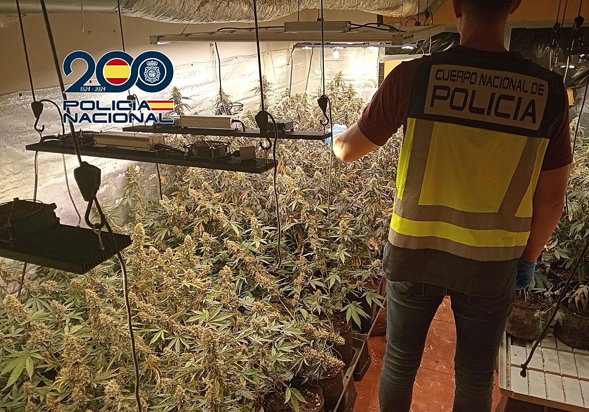 Imagen del cultivo de marihuana descubierto en un chalet de Cheste, en Valencia