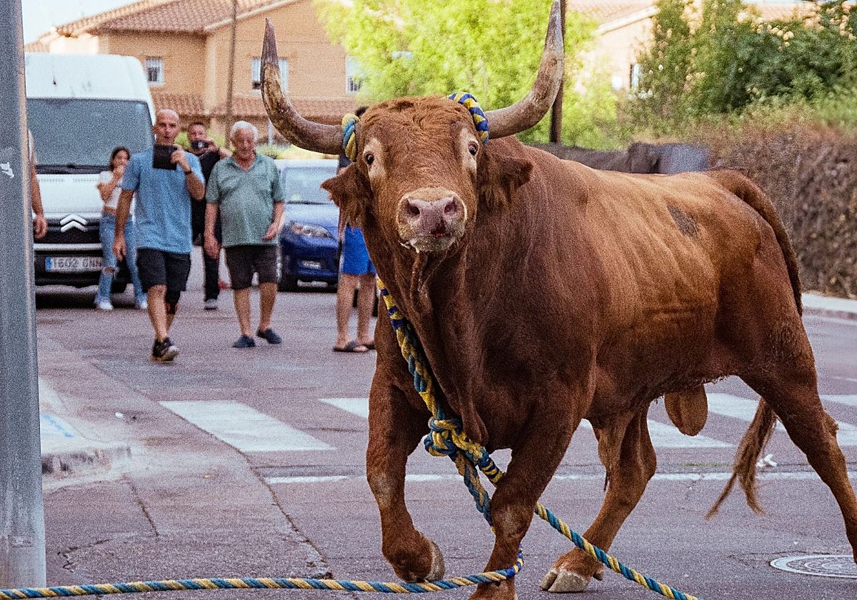 &#039;Grandioso&#039;, el toro enmaromado de Yuncos que volvió a llenar las calles en sus fiestas patronales