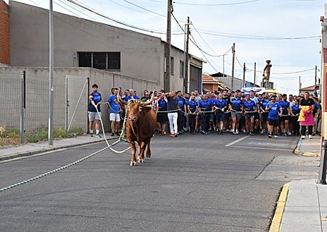 Imagen secundaria 1 - Yuncos revalida año tras año su condición de referente nacional en la suelta del toro enmaromado