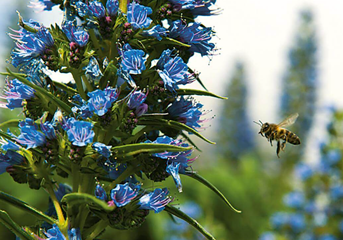 Canarias ha perdido 86 especies y es el archipiélago más afectado por las extinciones