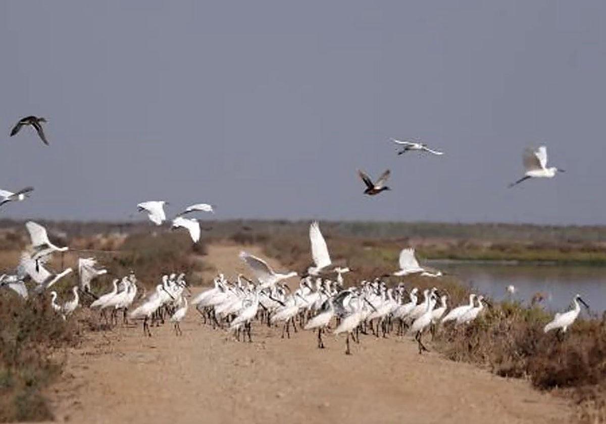 Aves en el entorno de Doñana