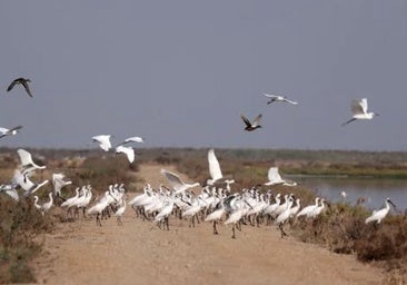 La gripe aviar ya se extiende por Doñana y obliga a elevar el nivel de alerta en aves silvestres