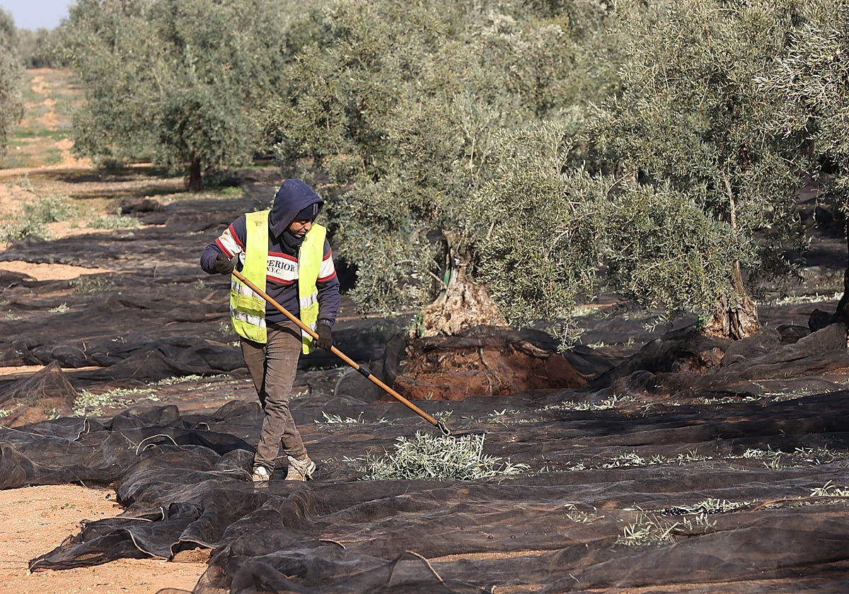 Recogida de aceitunas en Puente Genil