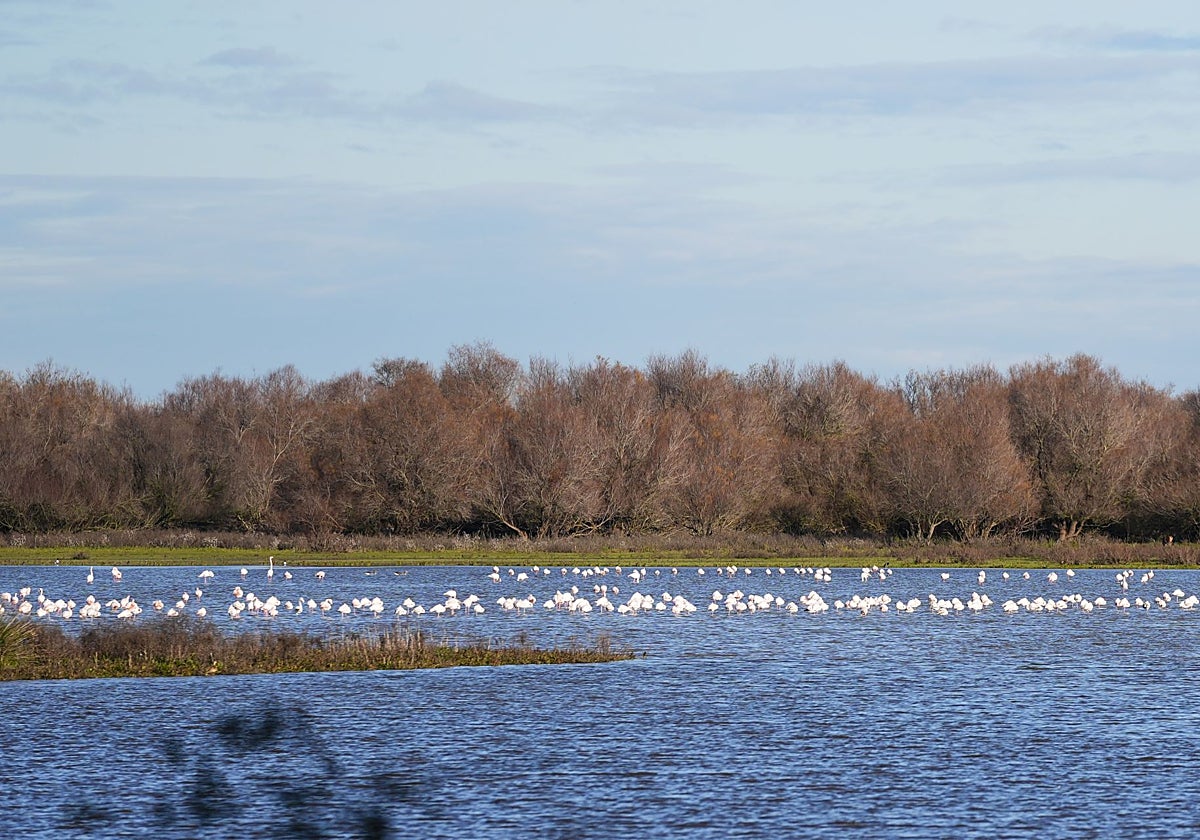 Aves en una laguna de Doñana en una imagen tomada el pasado mes de febrero