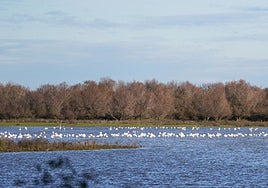 El entorno de Doñana sufrió en 2022 cinco focos con muerte de aves silvestres por gripe aviar