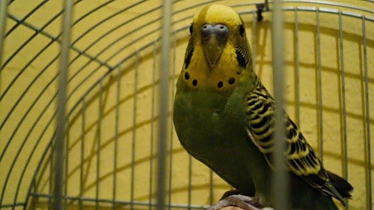 Imagen de archivo de un periquito