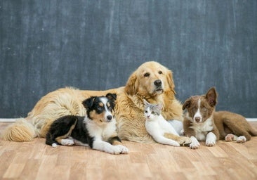 los perros pueden contraer la gripe aviar