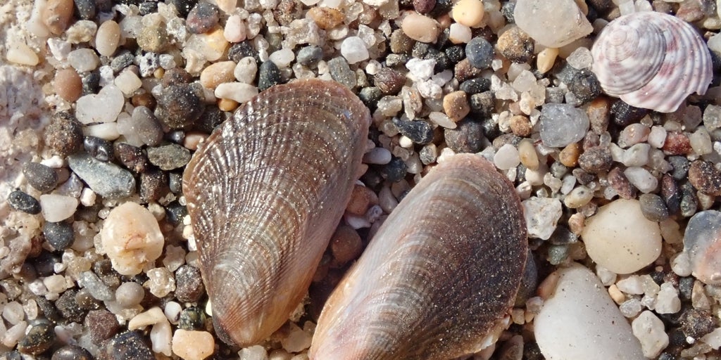 El mejillón egipcio llega por primera vez a las costas andaluzas: localizado en Cabo de Gata y Carboneras