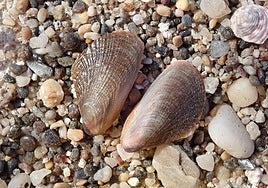 El mejillón egipcio llega por primera vez a las costas andaluzas: localizado en Cabo de Gata y Carboneras