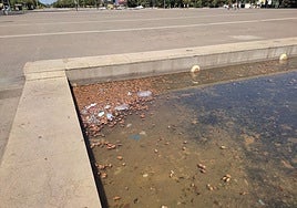 El Ayuntamiento de Córdoba pedirá a ADIF que mejore y haga más verde la gran plaza de la estación