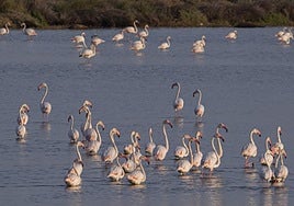 Doñana activa una campaña de control de aves en Veta La Palma