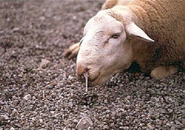 Castilla-La Mancha registra 104 focos de lengua azul y defiende la vacunación obligatoria del ganado