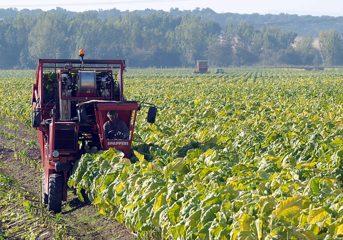 Trabajos de recogida de hojas de tabaco en campos de cultivo de Talayuela (Cáceres)