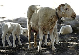 Castilla-La Mancha prepara la declaración de emergencia por la lengua azul en apoyo a los ganaderos