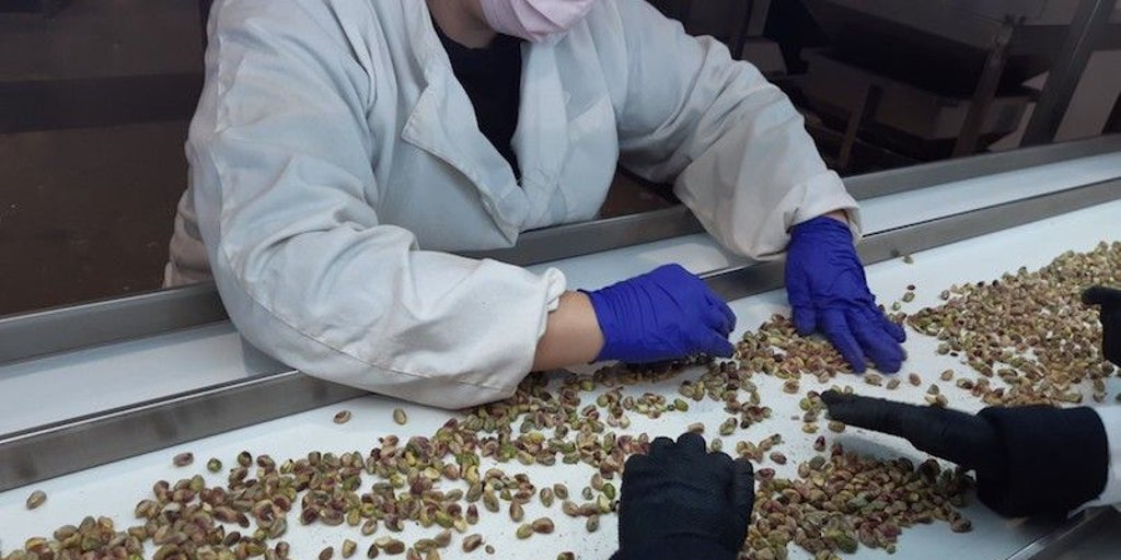 Castilla-La Mancha prevé la mayor cosecha de pistacho de su historia pese a una ligera revisión a la baja del 6%