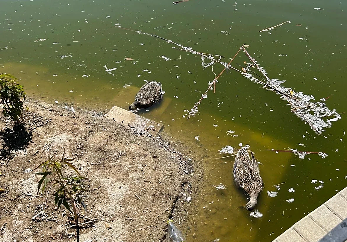 Patos muertos en el lago del Parque de Huelin en Málaga