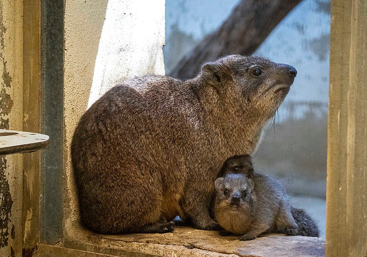 Imagen de dos damanes de Bioparc Valencia
