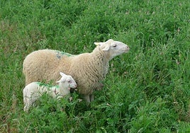 Un caso de lengua azul en Huesca lleva al Ejecutivo a animar la prevención: «Donde el rebaño está vacunado, la incidencia es mínima»