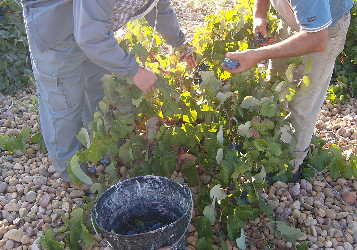 Labores de vendimia