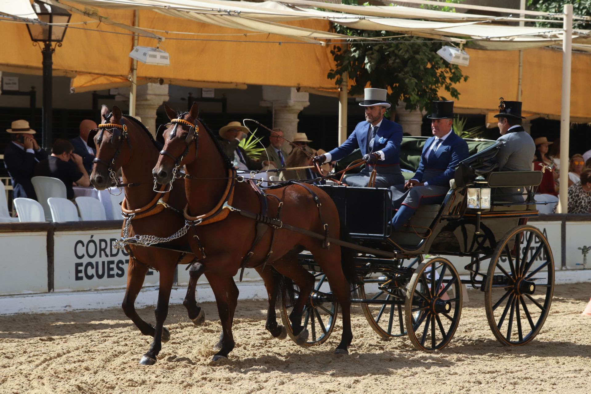 En imágenes, el X Concurso Internacional de Atalaje de Tradición en Córdoba