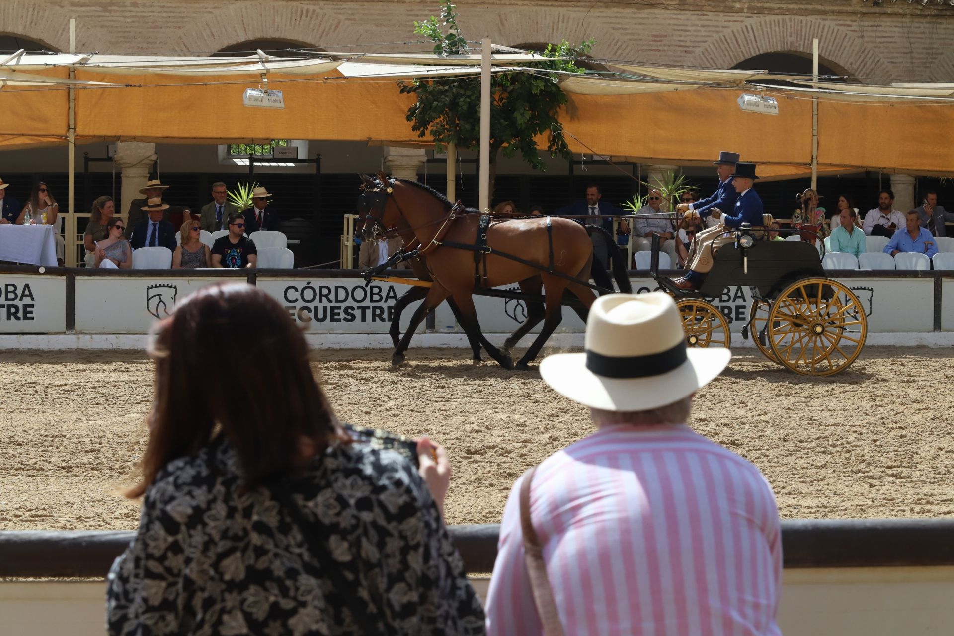 En imágenes, el X Concurso Internacional de Atalaje de Tradición en Córdoba